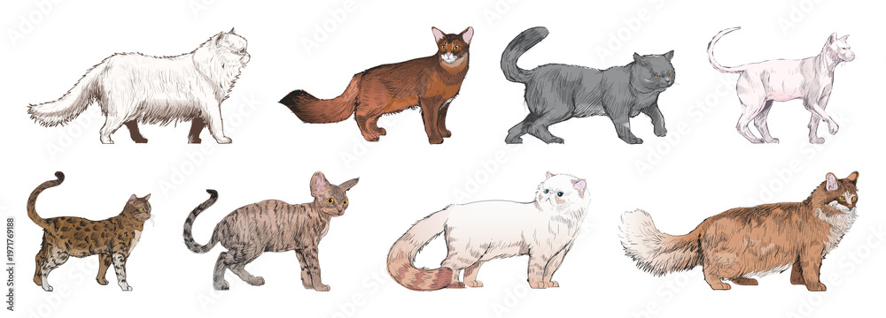 Obraz premium PNG Illustrated diverse cat breeds element set on transparent background