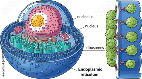 Animal cell structure diagram with labeled organelles nucleus nucleolus ribosomes and endoplasmic reticulum vector illustration