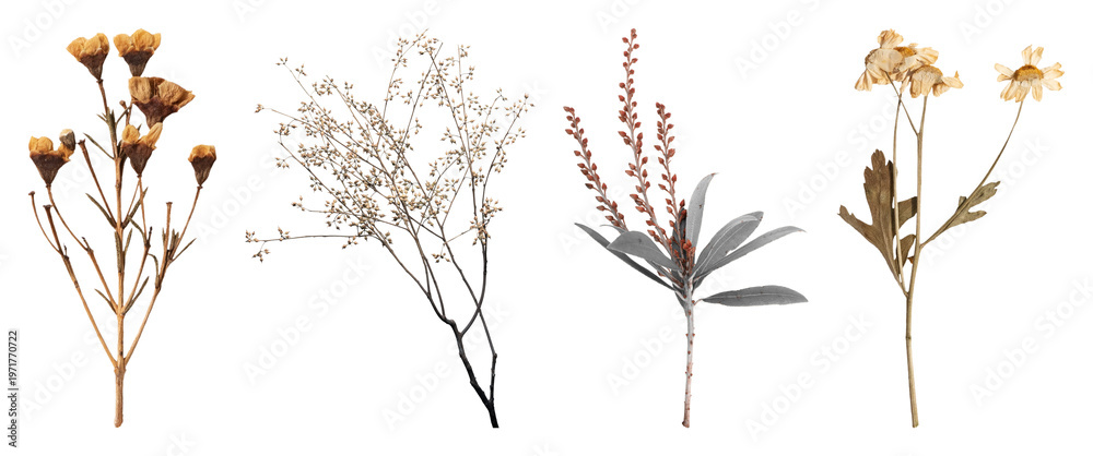 Fototapeta premium PNG Dried botanical arrangement art on transparent background