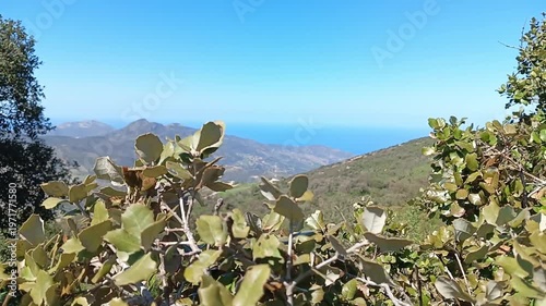 A serene video showcasing a breathtaking ocean view from a mountain peak with cacti in the foreground on a sunny day