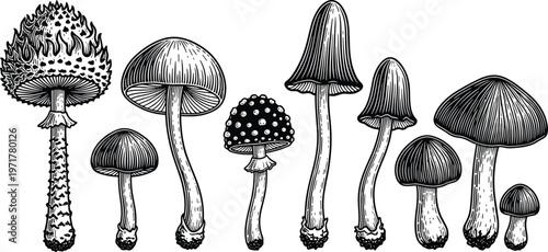 Set of detailed mushroom illustrations in vintage engraving style isolated on white background botanical vector collection