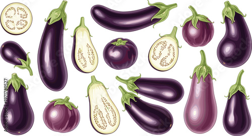 Set of fresh eggplants whole and sliced with seeds isolated on white background vegetable vector illustration collection