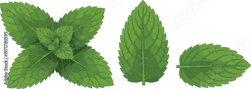 Set of fresh mint leaves isolated on white background herbal plant vector illustration collection