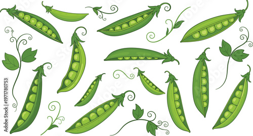 Set of green pea pods with leaves and vines isolated on white background fresh vegetable vector illustration collection