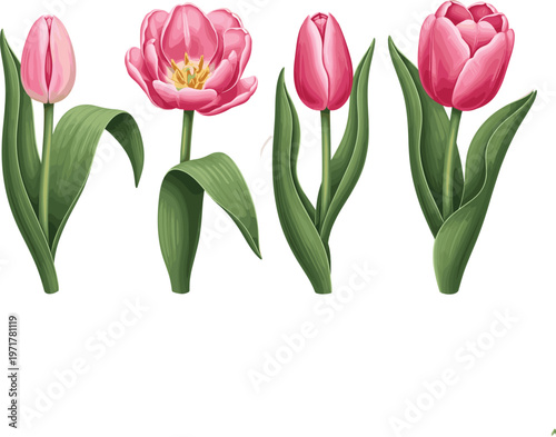 Set of pink tulip flowers with green leaves isolated on white background floral vector illustration collection