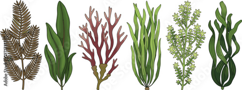 Set of seaweed and algae plants isolated on white background marine botanical vector illustration collection