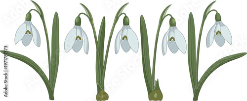 Set of snowdrop flowers with green leaves isolated on white background spring botanical vector illustration collection