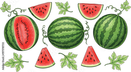 Set of whole and sliced watermelons with leaves isolated on white background fresh summer fruit vector illustration collection