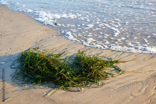 Sandy beach with a large clump of bright green seaweed washed ashore, with a gentle wave receding into the ocean