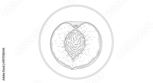 Hand-drawn sketch of a halved peach with pit on a plate, isolated on white