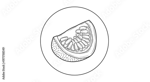 Hand-drawn sketch of a slice of cantaloupe melon with seeds, isolated on white background.