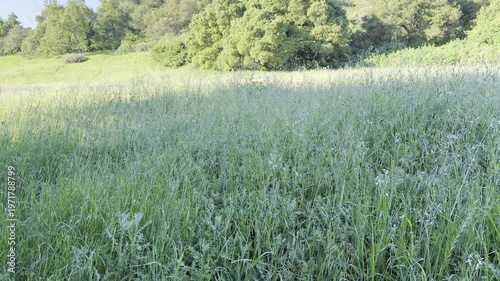Panning shot of spring grasses in a meadow