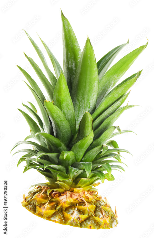 Fototapeta premium Crown of ripe pineapple isolated on white