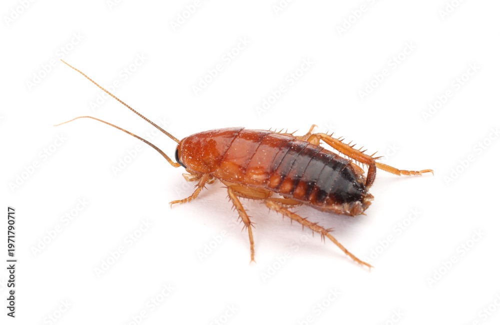 Fototapeta premium One cockroach on white background. Pest control