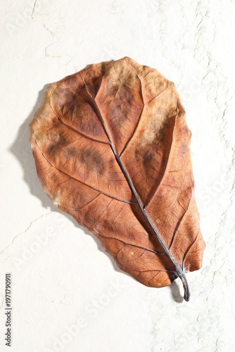 One dry leaf on light textured background, top view