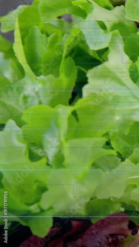 Vertical video: Camera panning revealing lettuce roots to frilly leaves showing freshness for food