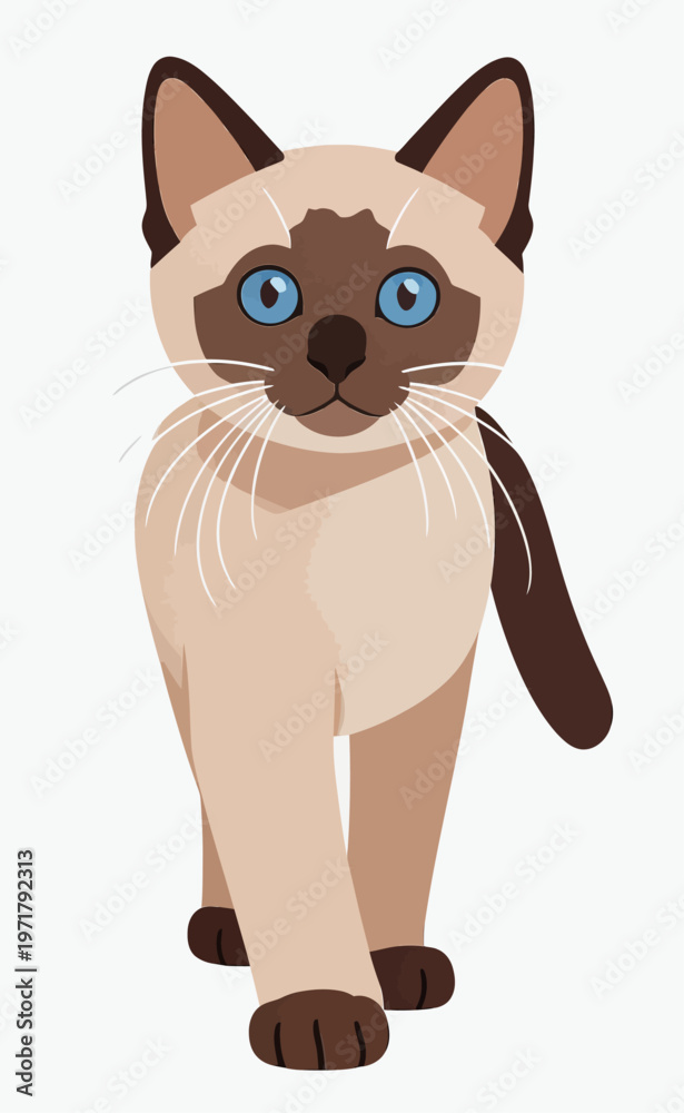 Fototapeta premium Siamese cat walking forward with blue eyes and brown markings on a white background