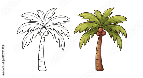 Coconut Palm Tree Outline and Colored Illustration, Tropical Plant Vector