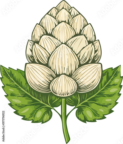 Hand drawn engraving style vector illustration of a hop cone with leaf