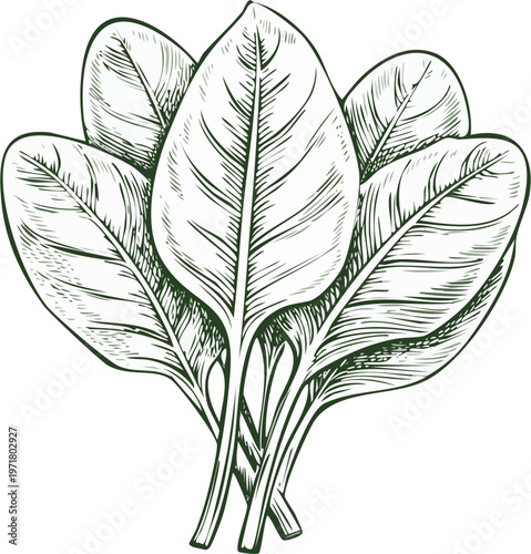 Hand drawn engraving style vector illustration of a set of spinach leaves