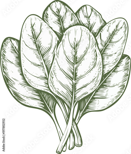 Hand drawn engraving style vector illustration of a set of spinach leaves, fine engraved lines