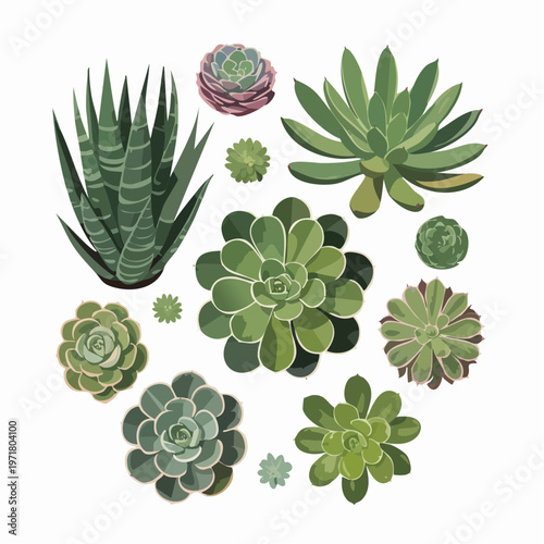 colorful hand-drawn succulent plants illustration set