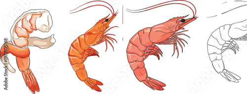 Shrimp Seafood Illustration Set Vector, Hand Drawn Prawn Collection, Fresh Marine Food Elements for Cooking and Restaurant Design Isolated on White