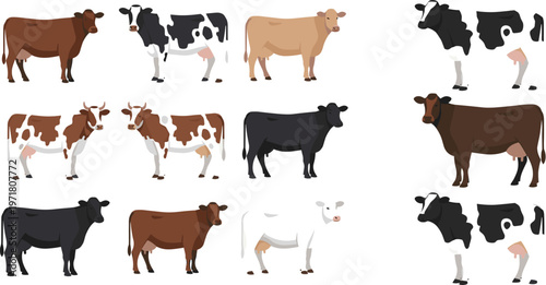 Cow breed vector illustration set featuring different cattle types dairy and beef livestock animals isolated farm collection