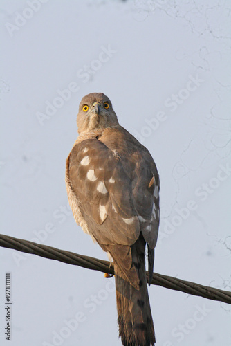 Shikra
