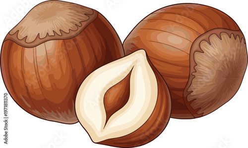 Hazelnut Nut Illustration Vector, Hand Drawn Filbert Shell and Kernel Set, Organic Healthy Food Ingredient Collection Isolated on White Background