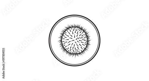 Hand drawn illustration of a sea urchin in a circle, black and white