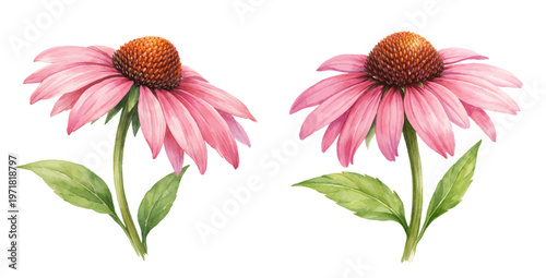 Bild auf Leinwand A charming watercolor collection of echinacea flowers featuring soft pink coneflowers with prominent spiky centers illustrated in a natural botanical style