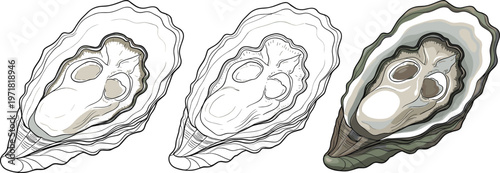 Hand drawn oyster shell illustration set in vintage engraving style with detailed line art, seafood sketch collection isolated on white background