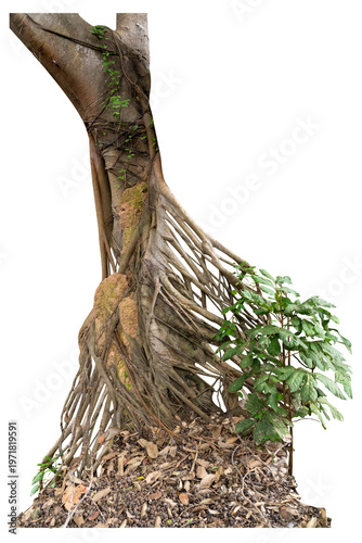 The banyan tree has roots that hang down and wrap beautifully around the trunk isolated on white background, clipping path included.