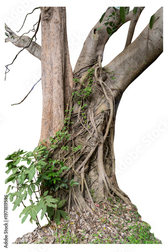 The banyan tree has roots that hang down and wrap beautifully around the trunk isolated on white background, clipping path included.