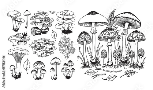 A collection of various mushroom species in a detailed illustration