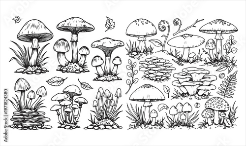 A collection of various mushroom species in a natural environment setting