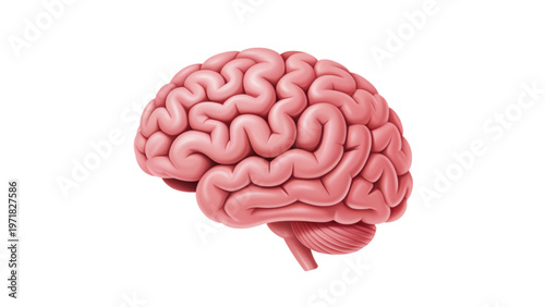 Anatomical illustration of a human brain viewed from the side Vector