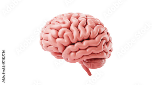 Detailed anatomical illustration of a human brain viewed from the side Vector