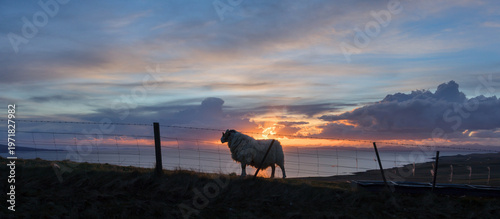 Foto Sheep walks near a fence during sunset by the ocean