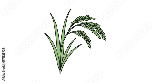 Green grass plant with seed head.