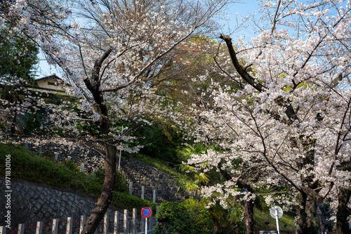 満開の桜と石垣のある風景 和風建築の屋根と青空 日本の春の街並み 観光イメージ