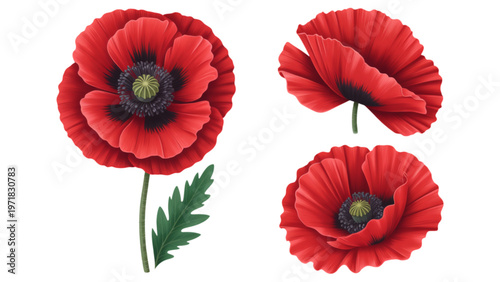 Vibrant red poppies blooming against a clean background Vector