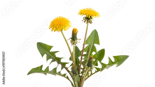 Bright yellow dandelion with slender green stems and leaves in full bloom Vector