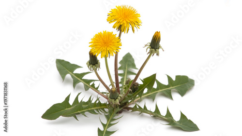 A cluster of bright yellow dandelion flowers growing in a natural setting Vector
