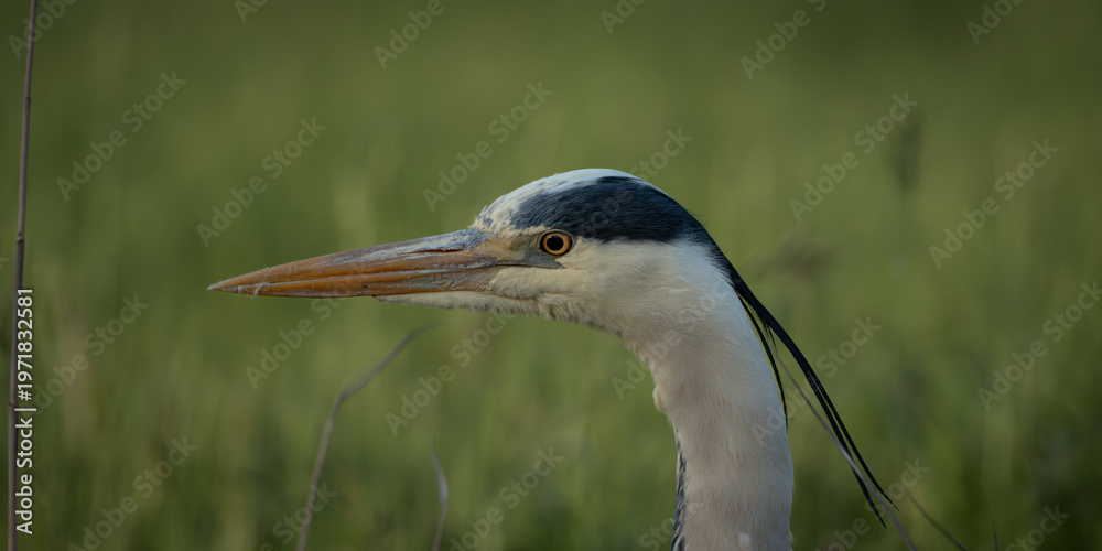 Obraz premium Detailed wildlife portrait of a grey heron shown in close side profile against a soft green natural background. The image highlights the birds long orange beak, striking yellow eye and distinctive
