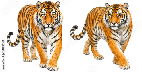 A charming watercolor collection of tigers featuring powerful wild big cats with bold orange fur and black stripes illustrated in a natural wildlife style.