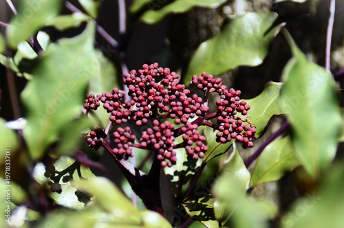 The flower buds of the Leea rubra in the backyard on a sunny day.