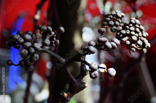 The flower buds of the Leea rubra in the backyard on a sunny day.