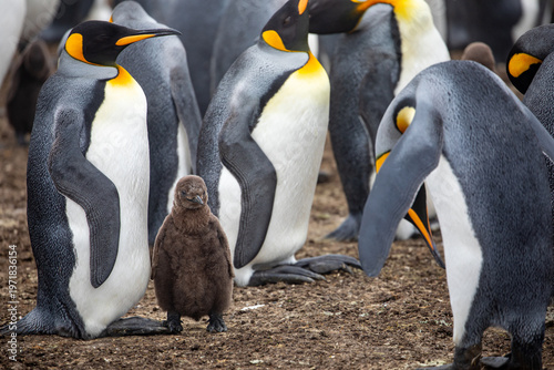 Foto King Penguins (Aptenodytes patagonicus) in a colony